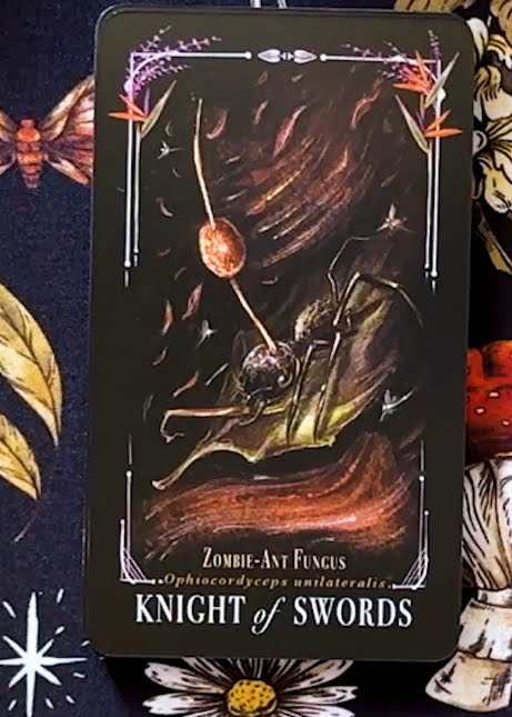 Midnight Magic: A Tarot Deck of Mushrooms